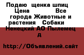 Подаю. щенка шпиц  › Цена ­ 27 000 - Все города Животные и растения » Собаки   . Ненецкий АО,Пылемец д.